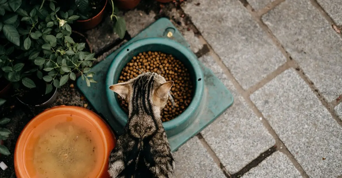 Top Cat Feeding Mistakes to Avoid